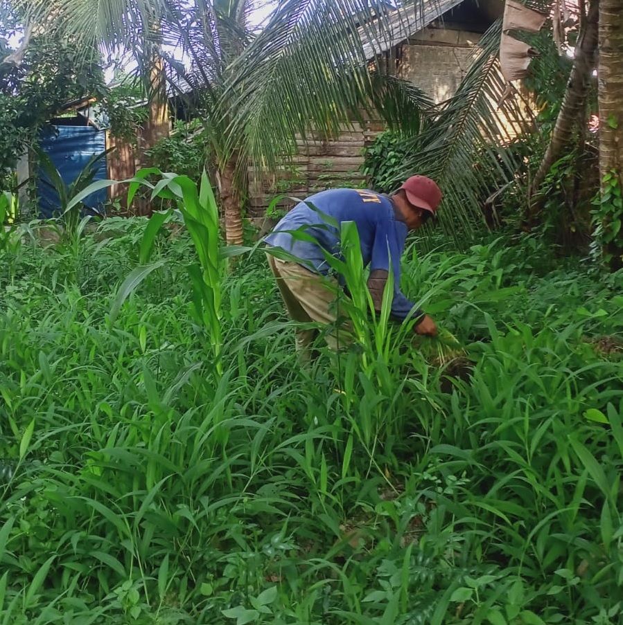 Jasa Pembersihan Rumput Halaman Rumah, Pot Bunga, dan Selokan